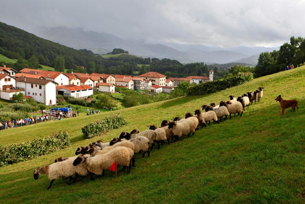 concurso perros pastor en Amaiur